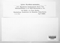 Meloderma desmazieri image